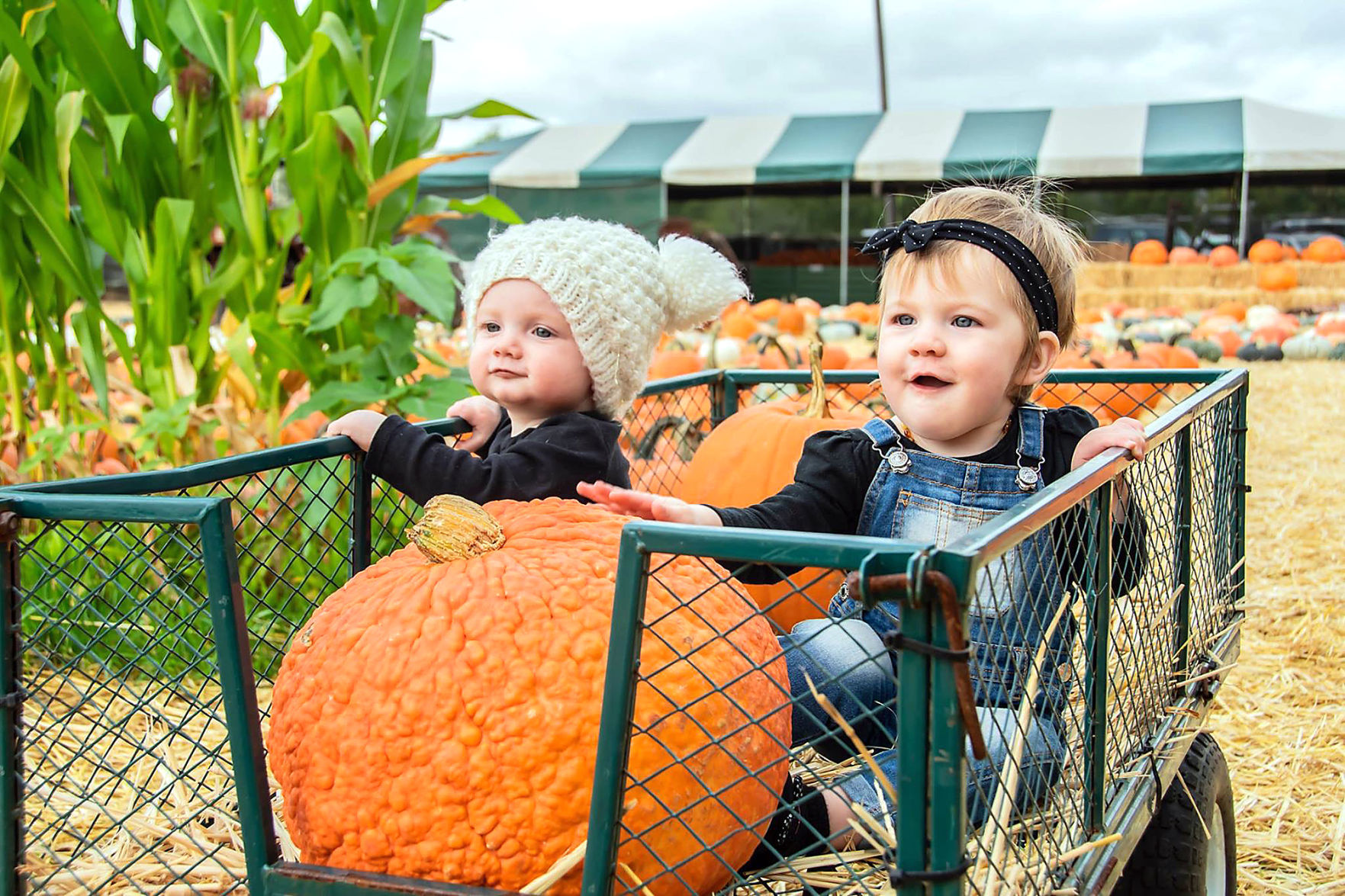 Pumpkin Patch